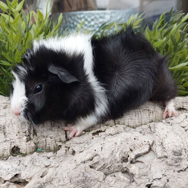 Bibi2