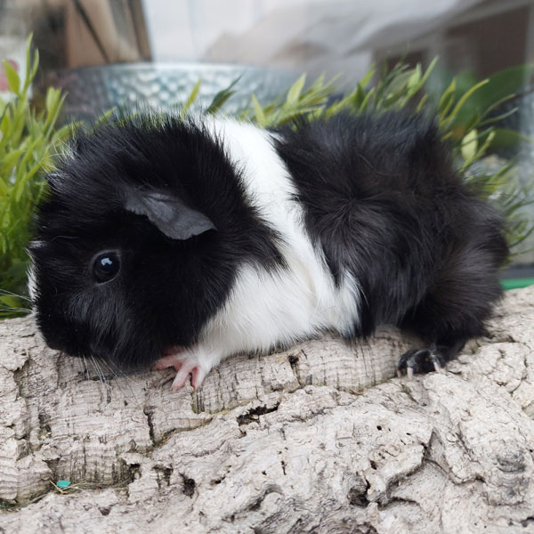 Bommel2