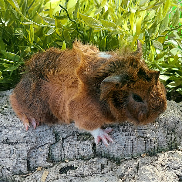 Alice-1