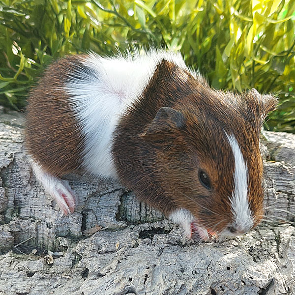 Holly-1